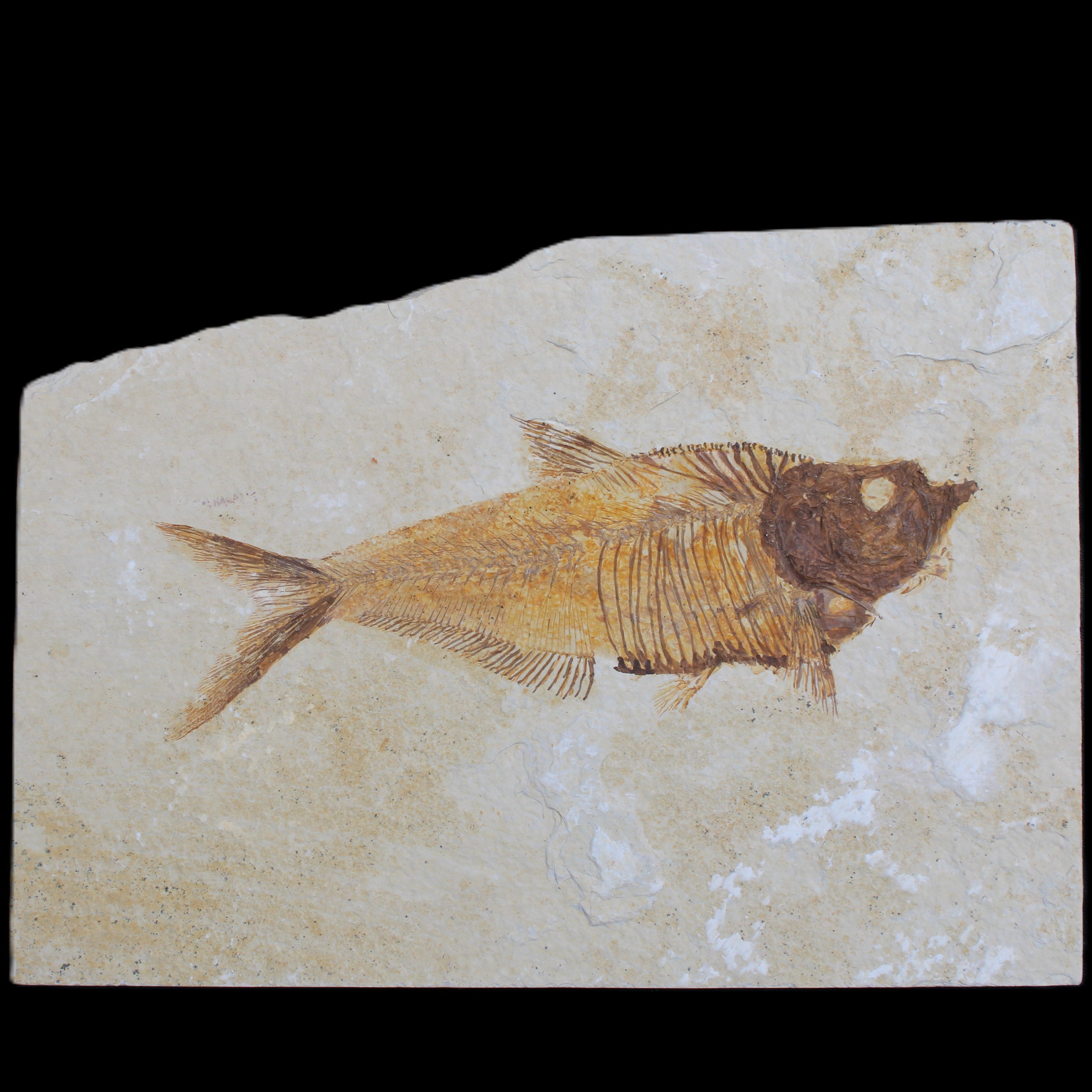 Knightia Eocene fossil fish from Wyoming USA 178*125*12mm 587g in sunlight - Rocks and Things Store