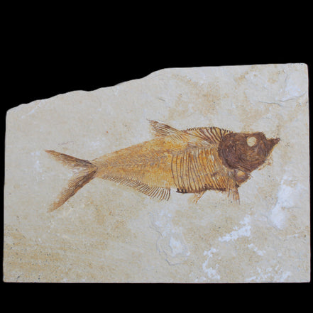 Knightia Eocene fossil fish from Wyoming USA 178*125*12mm 587g in sunlight - Rocks and Things Store