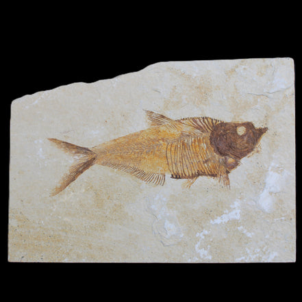 Knightia Eocene fossil fish from Wyoming USA 178*125*12mm 587g in sunlight - Rocks and Things Store