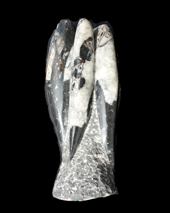 Orthoceras sculpture tower from Morocco 229*80mm 2313g in sunlight - Rocks and Things Store