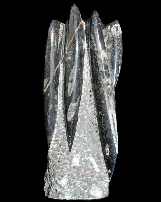Orthoceras sculpture tower from Morocco 213*80mm 1397g in sunlight - Rocks and Things Store