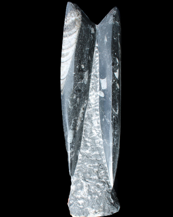 Orthoceras sculpture tower from Morocco 230*65mm 1030g in sunlight - Rocks and Things Store