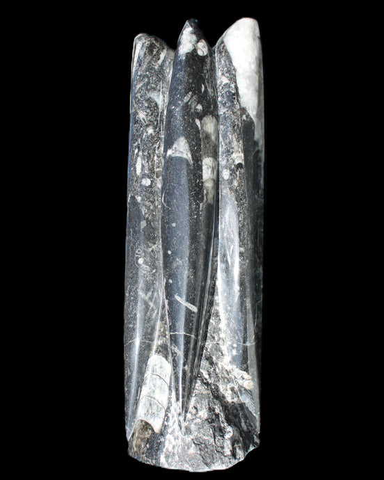 Orthoceras sculpture tower from Morocco 215*64mm 1534g in sunlight - Rocks and Things Store
