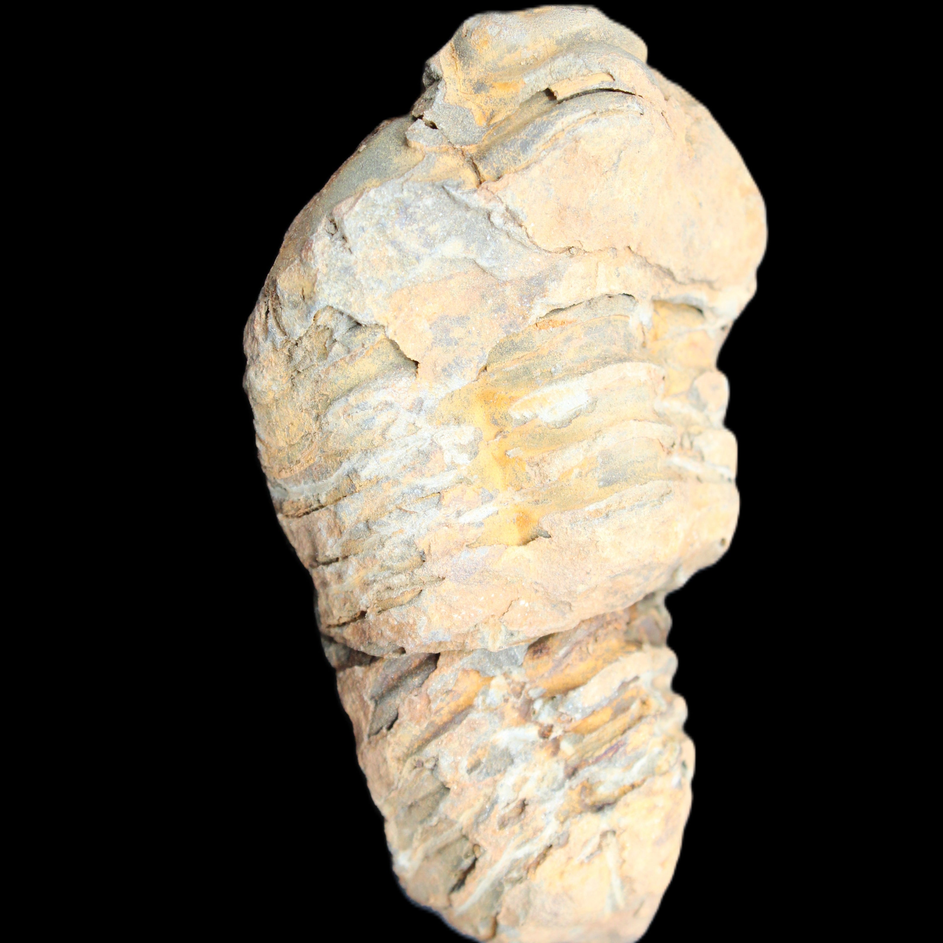 Trilobite Diacalymene 35*68mm 51.4g in sunlight - Rocks and Things Store