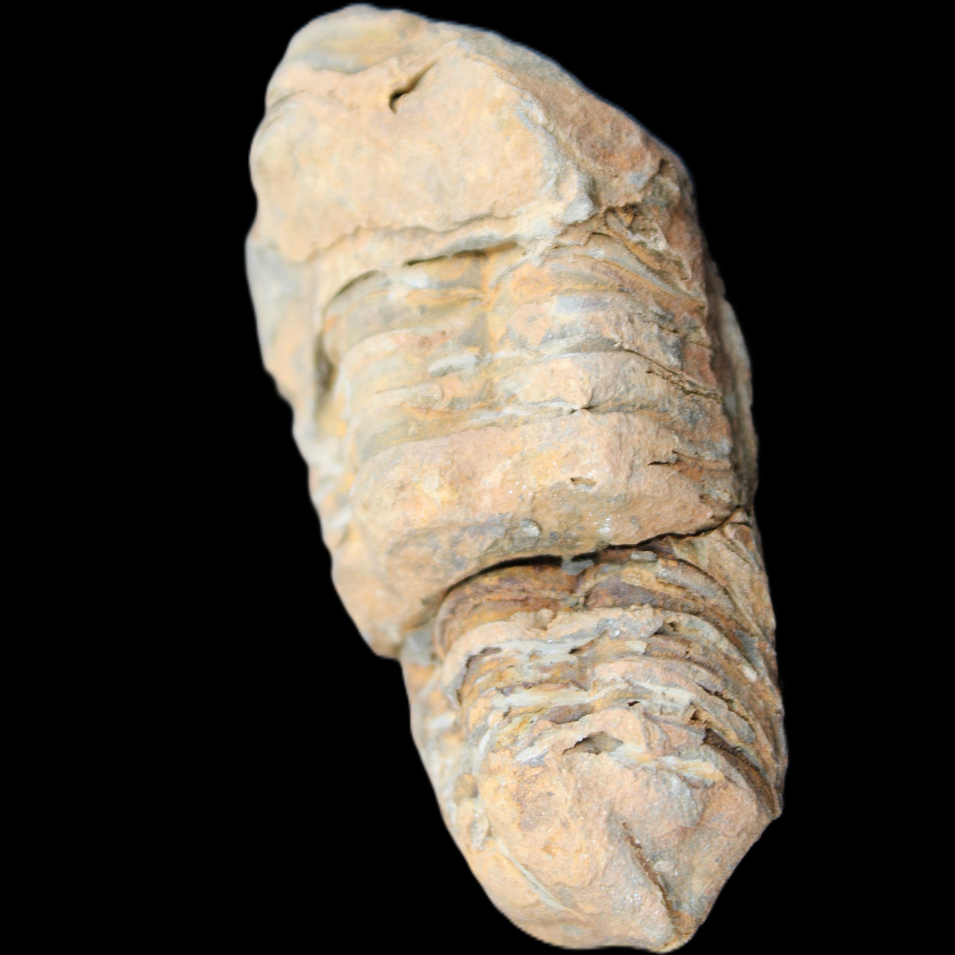 Trilobite Diacalymene 35*68mm 51.4g in sunlight - Rocks and Things Store