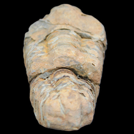 Trilobite Diacalymene 35*68mm 51.4g in sunlight - Rocks and Things Store