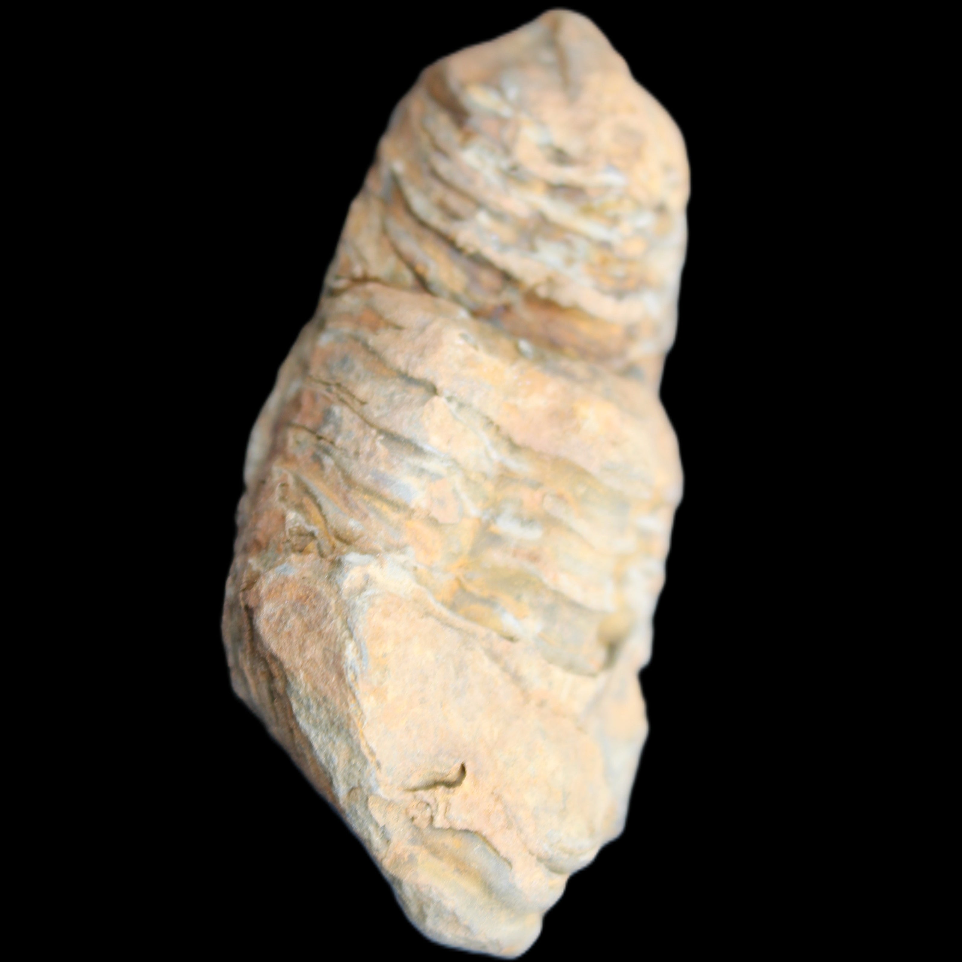 Trilobite Diacalymene 35*68mm 51.4g in sunlight - Rocks and Things Store