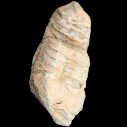 Trilobite Diacalymene 35*68mm 51.4g in sunlight - Rocks and Things Store