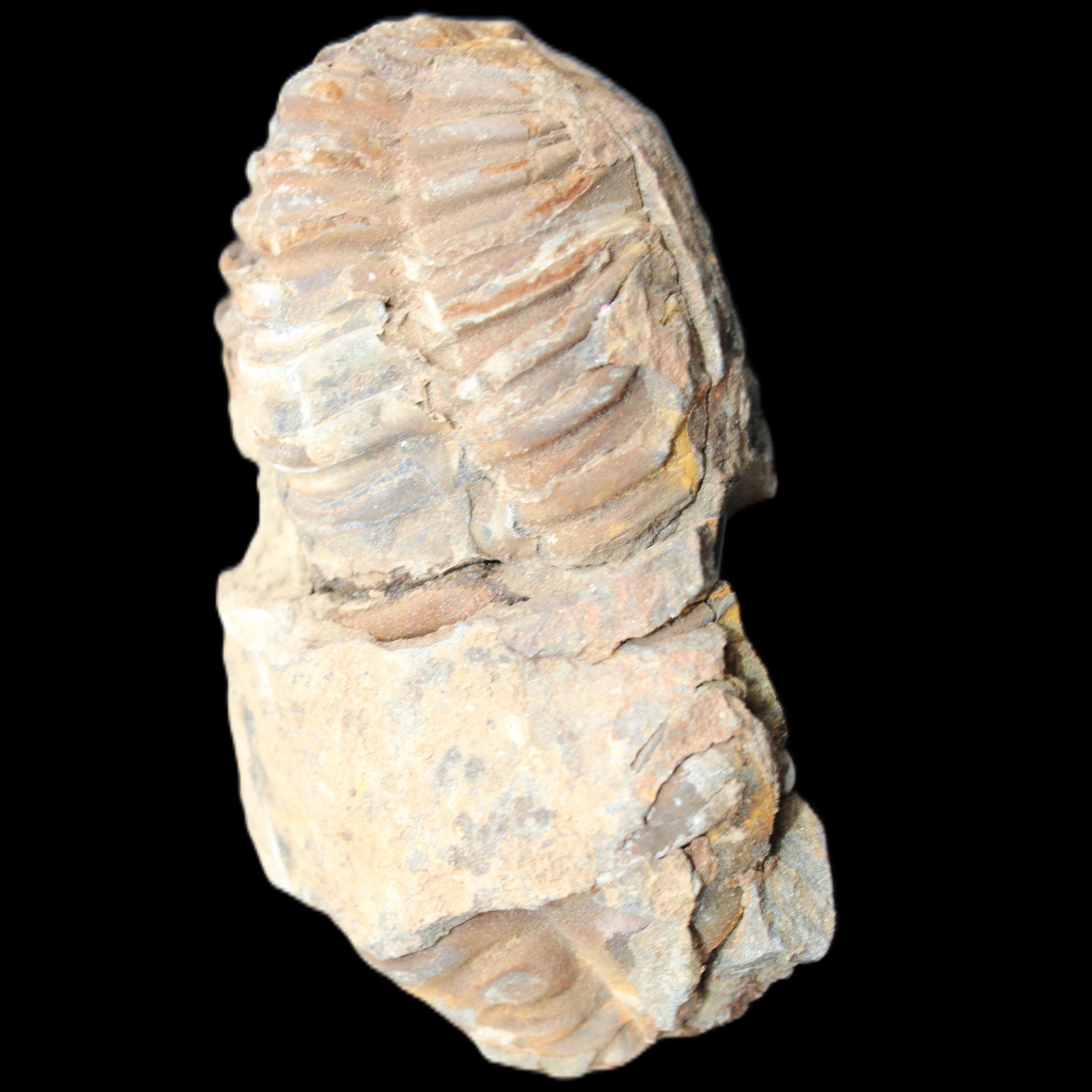 Trilobite Diacalymene 35*60mm 58.5g in sunlight - Rocks and Things Store