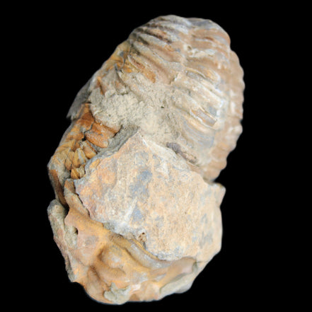 Trilobite Diacalymene 35*60mm 58.5g in sunlight - Rocks and Things Store