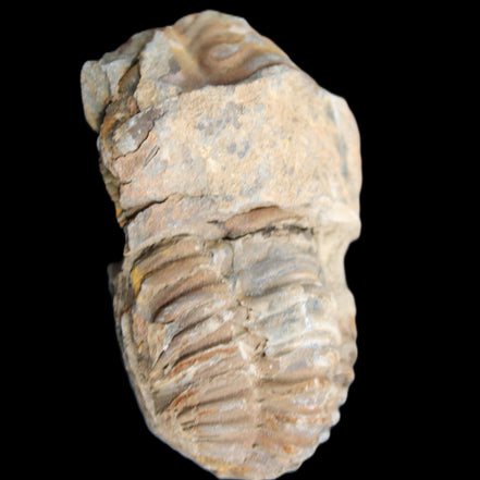 Trilobite Diacalymene 35*60mm 58.5g in sunlight - Rocks and Things Store