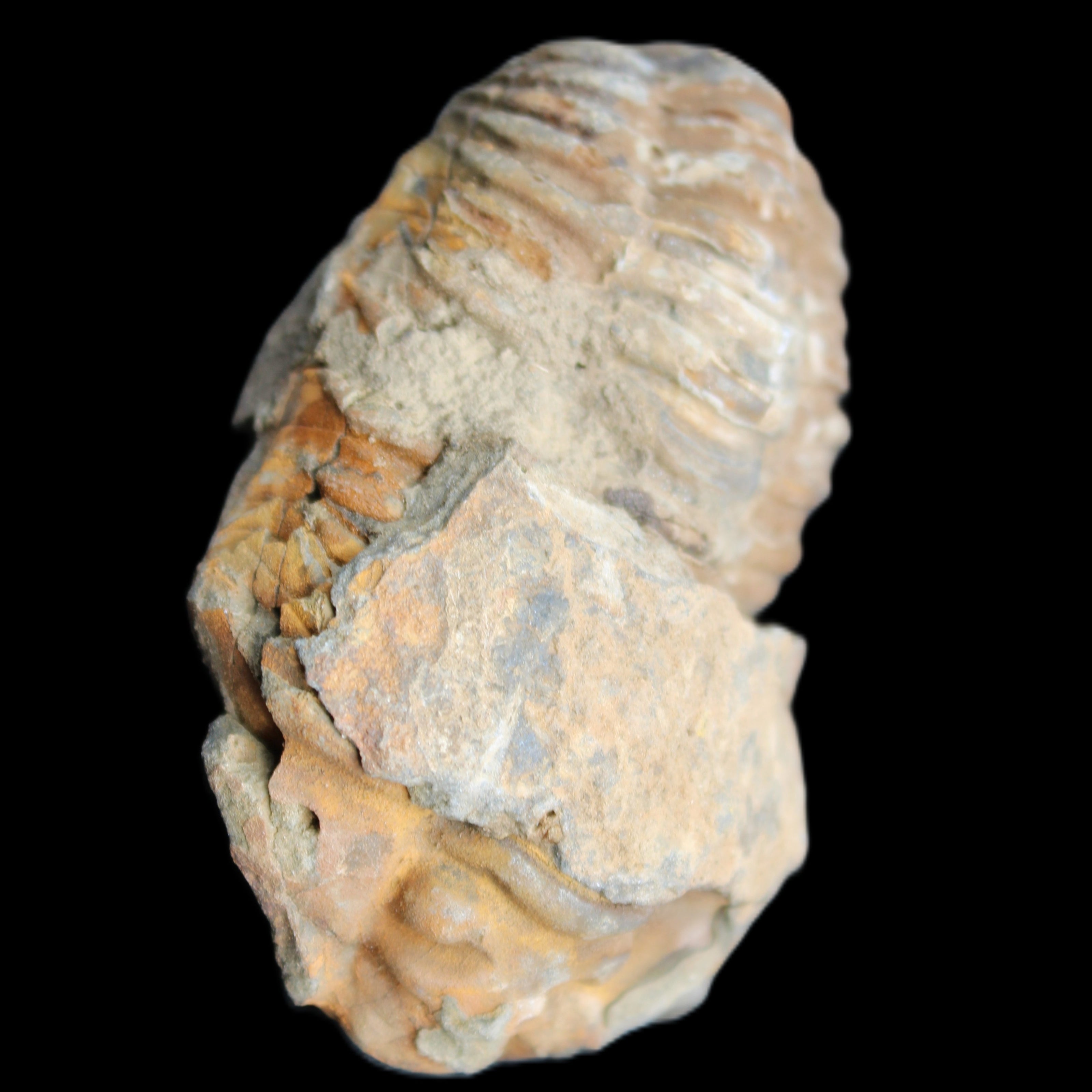 Trilobite Diacalymene 35*60mm 58.5g in sunlight - Rocks and Things Store