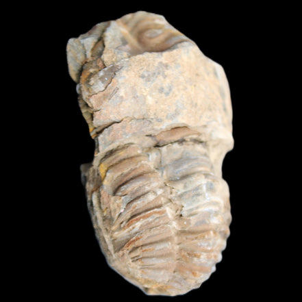 Trilobite Diacalymene 35*60mm 58.5g in sunlight - Rocks and Things Store