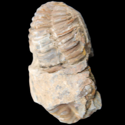 Trilobite Diacalymene 35*60mm 58.5g in sunlight - Rocks and Things Store