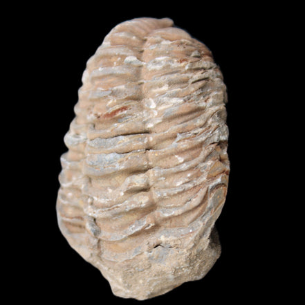 Trilobite Diacalymene 37*55mm 52.5g in sunlight - Rocks and Things Store