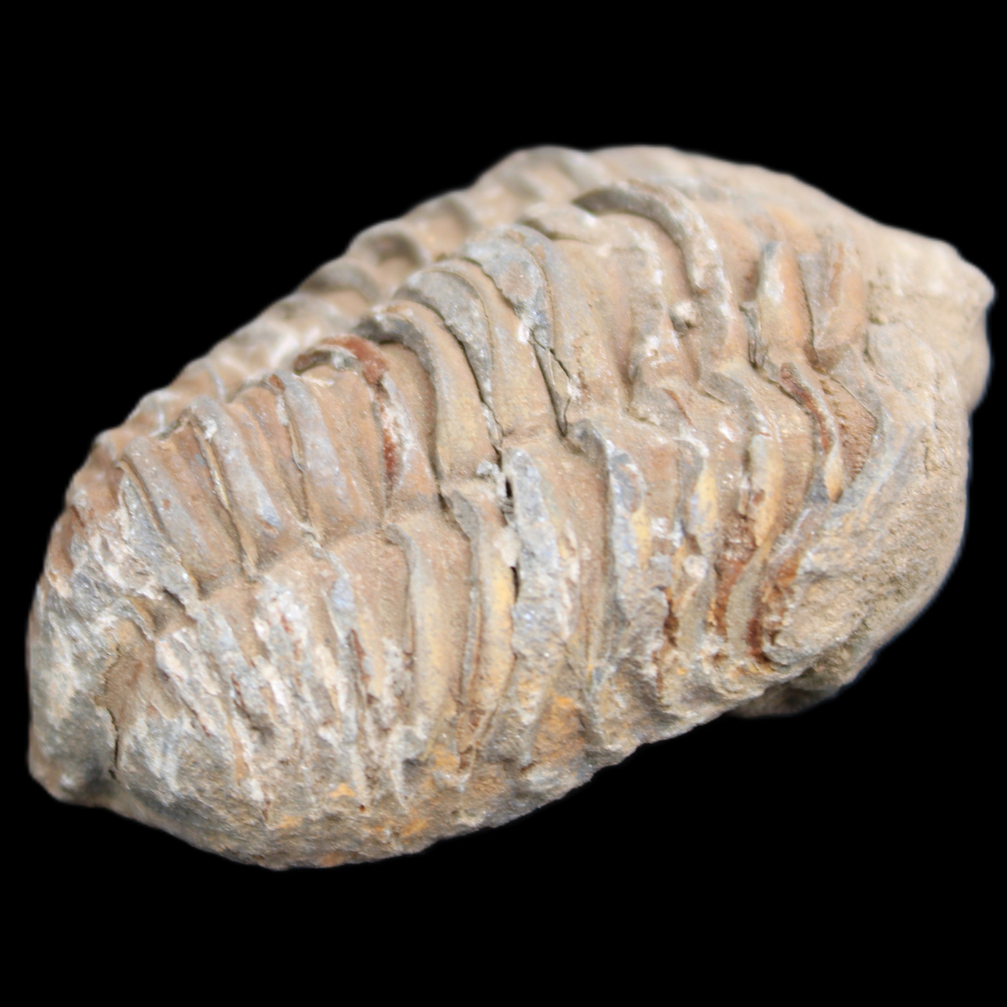 Trilobite Diacalymene 37*55mm 52.5g in sunlight - Rocks and Things Store