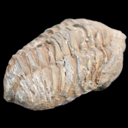 Trilobite Diacalymene 37*55mm 52.5g in sunlight - Rocks and Things Store