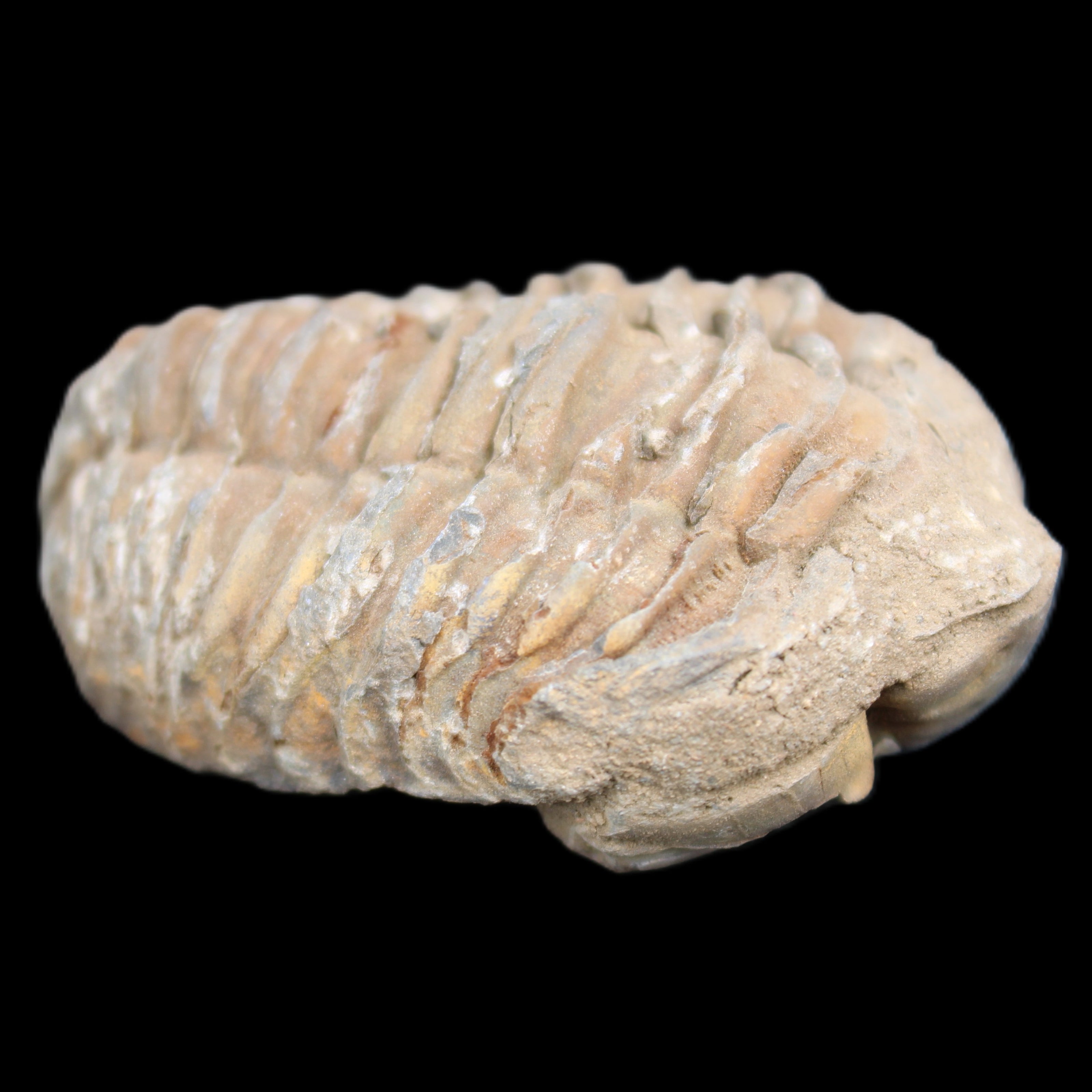 Trilobite Diacalymene 37*55mm 52.5g in sunlight - Rocks and Things Store