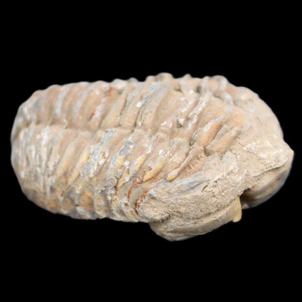 Trilobite Diacalymene 37*55mm 52.5g in sunlight - Rocks and Things Store