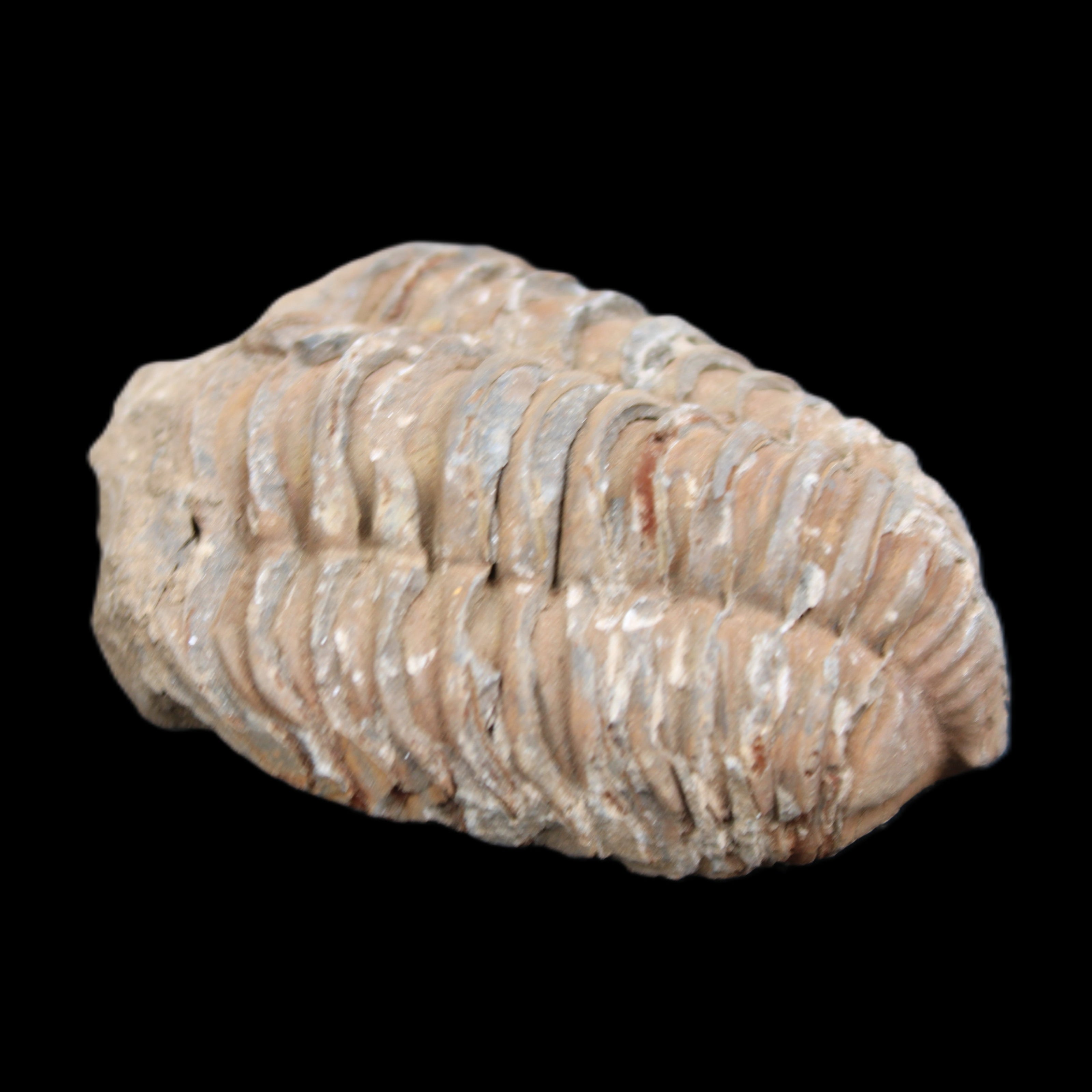 Trilobite Diacalymene 37*55mm 52.5g in sunlight - Rocks and Things Store