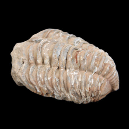 Trilobite Diacalymene 37*55mm 52.5g in sunlight - Rocks and Things Store