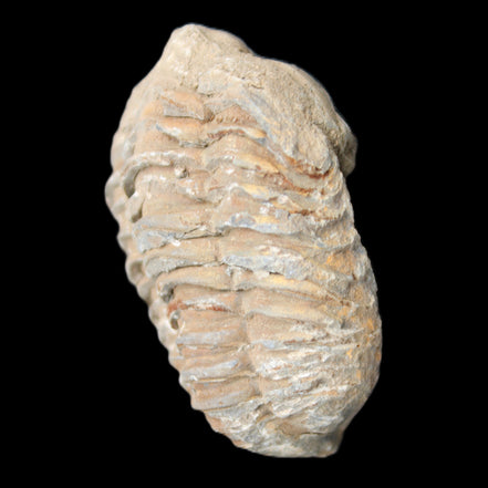 Trilobite Diacalymene 37*55mm 52.5g in sunlight - Rocks and Things Store