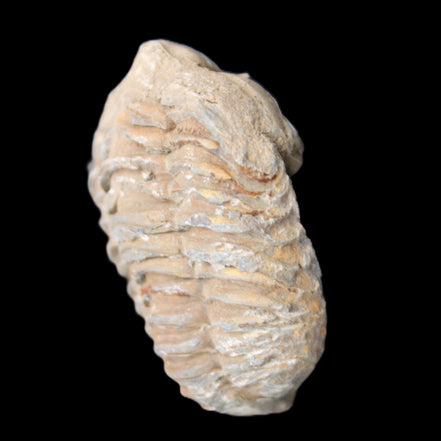 Trilobite Diacalymene 37*55mm 52.5g in sunlight - Rocks and Things Store