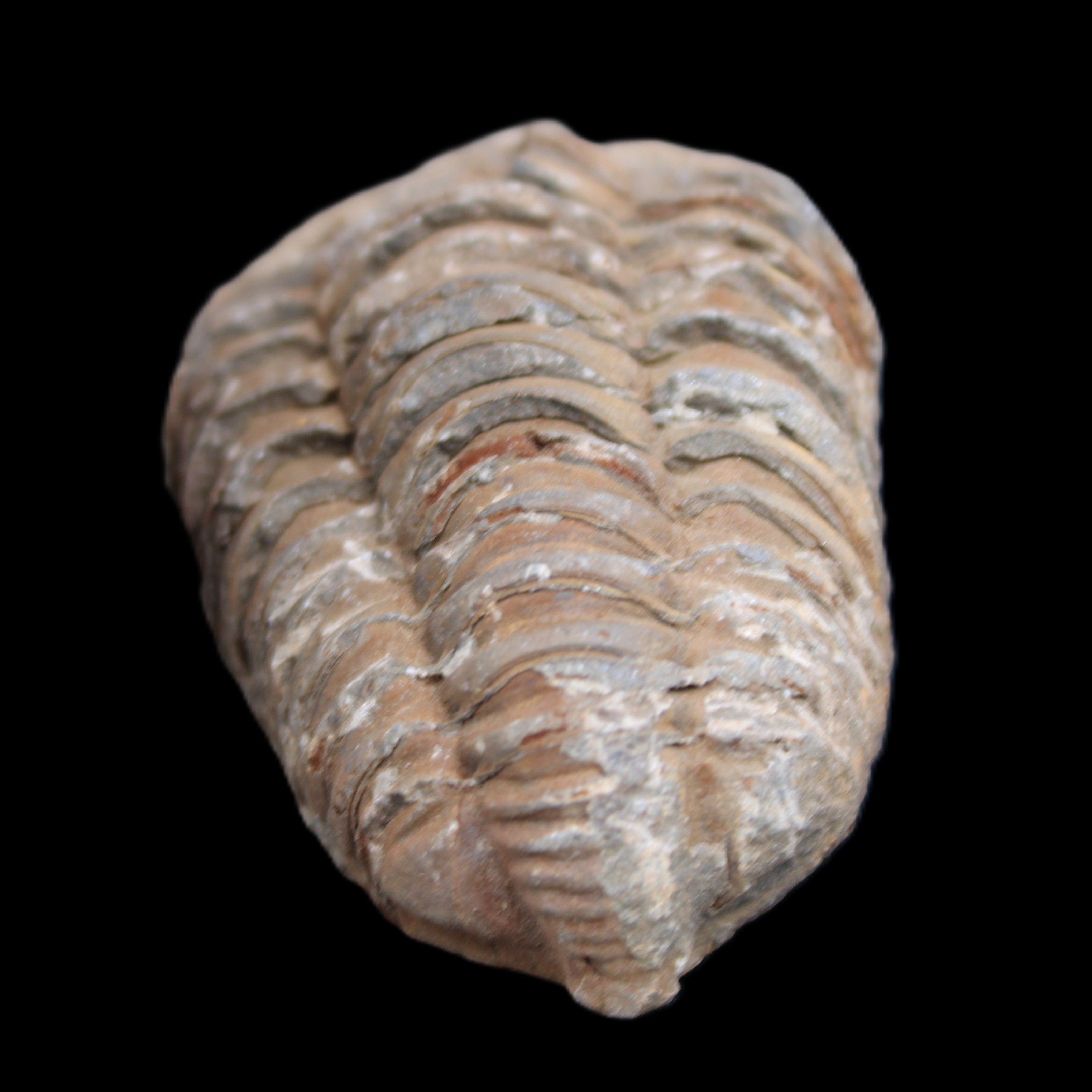 Trilobite Diacalymene 37*55mm 52.5g in sunlight - Rocks and Things Store