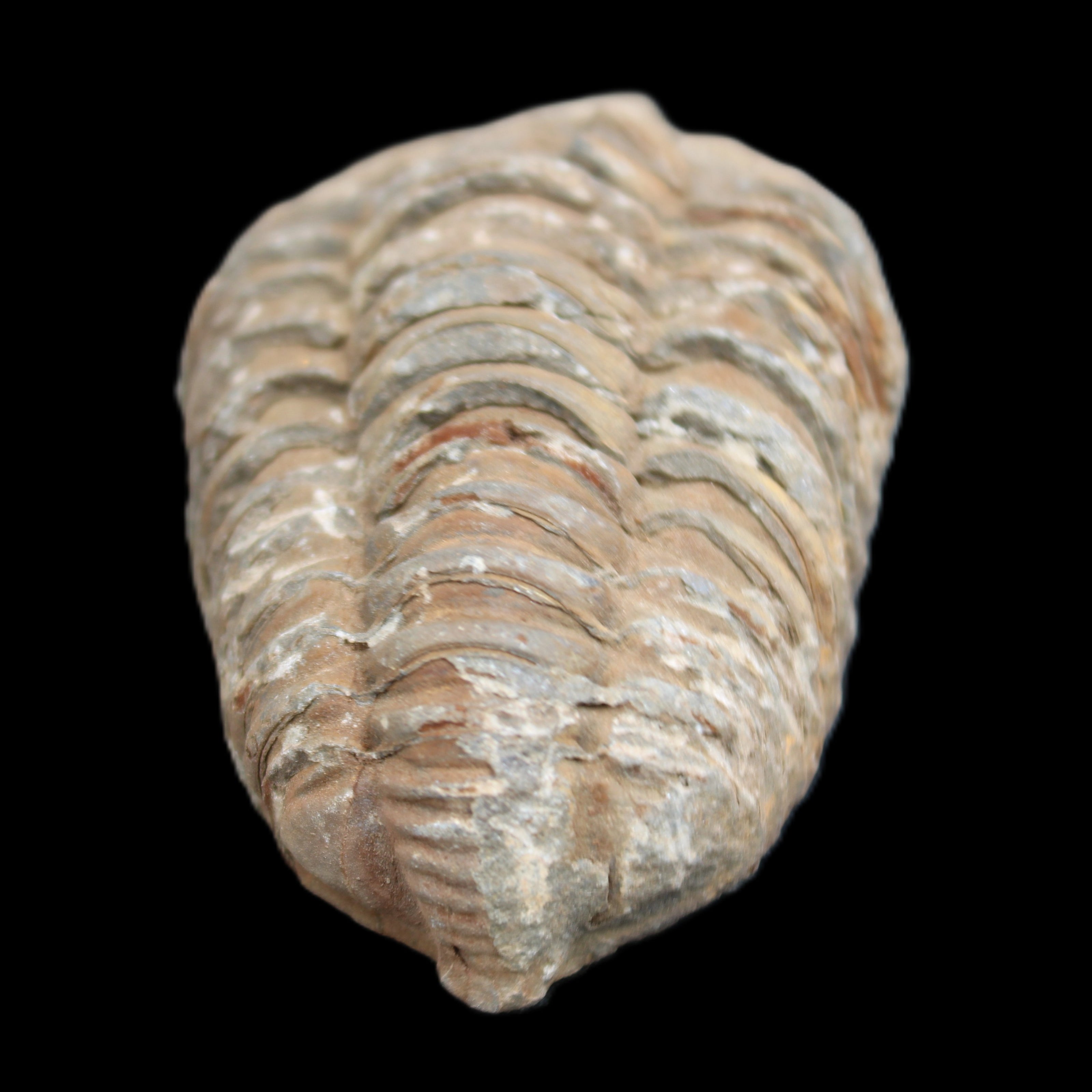 Trilobite Diacalymene 37*55mm 52.5g in sunlight - Rocks and Things Store