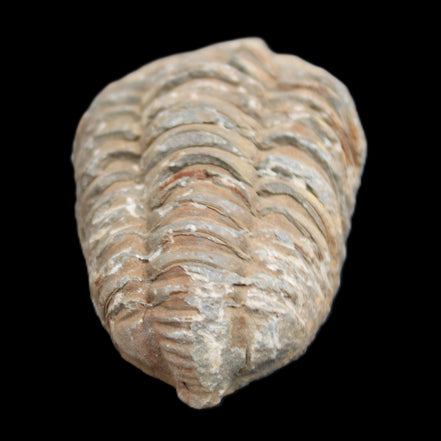 Trilobite Diacalymene 37*55mm 52.5g in sunlight - Rocks and Things Store