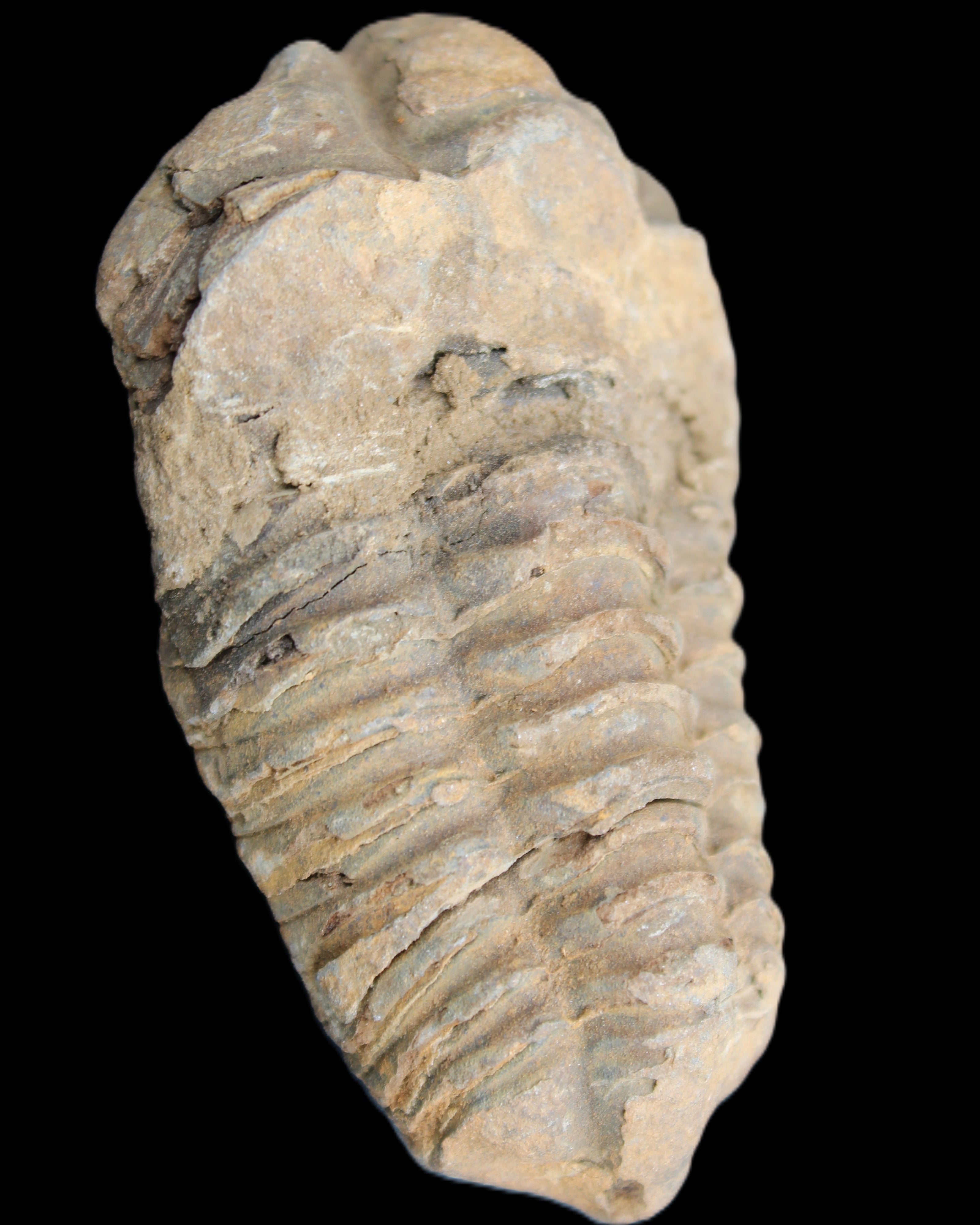 Trilobite Diacalymene 42*71mm 58.7g in sunshine - Rocks and Things Store