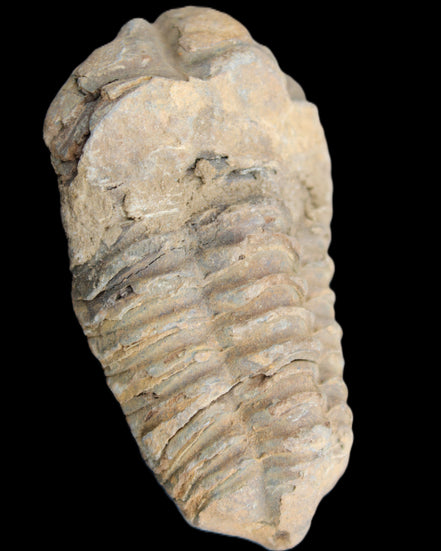Trilobite Diacalymene 42*71mm 58.7g in sunshine - Rocks and Things Store