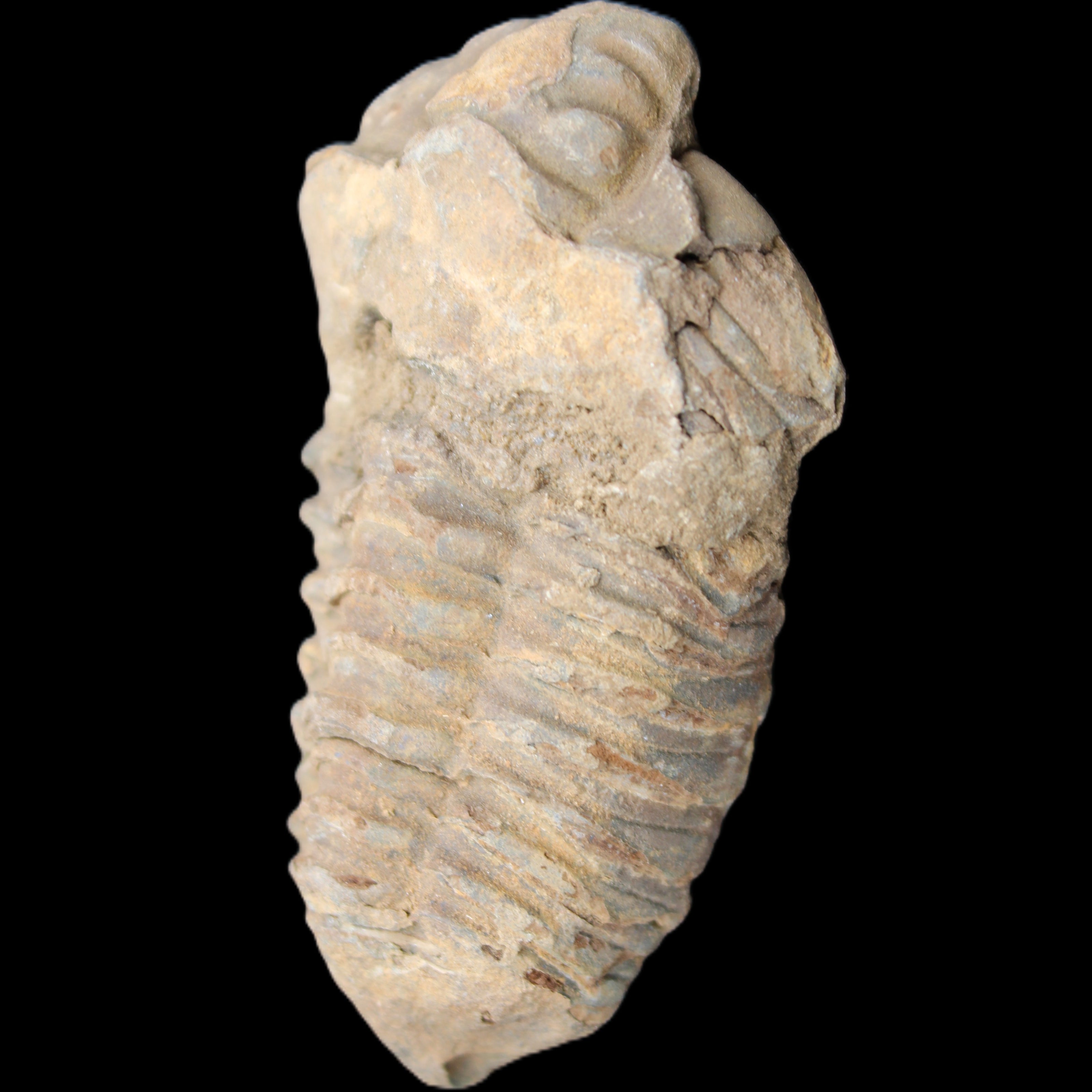 Trilobite Diacalymene 42*71mm 58.7g in sunshine - Rocks and Things Store