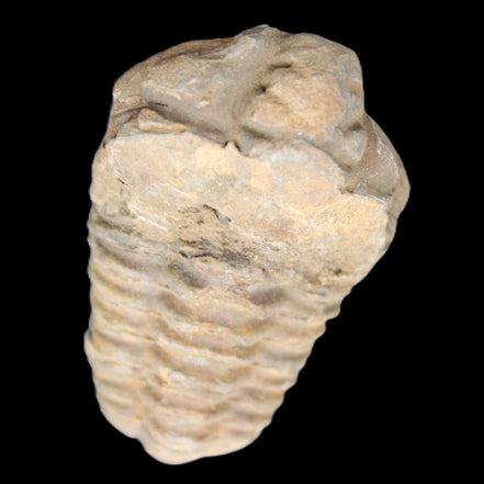 Trilobite Diacalymene 42*71mm 58.7g in sunshine - Rocks and Things Store