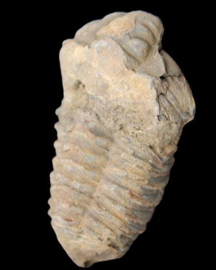 Trilobite Diacalymene 42*71mm 58.7g in sunshine - Rocks and Things Store