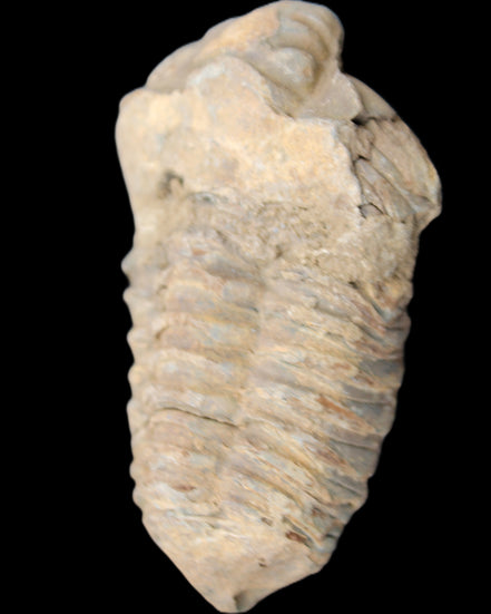 Trilobite Diacalymene 42*71mm 58.7g in sunshine - Rocks and Things Store