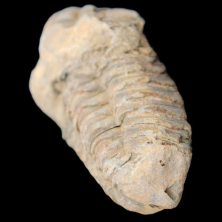 Trilobite Diacalymene 42*71mm 58.7g in sunshine - Rocks and Things Store