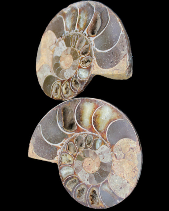 Ammonite section pair 91*74*20mm 169/189g - 358g in sunlight - Rocks and Things Store