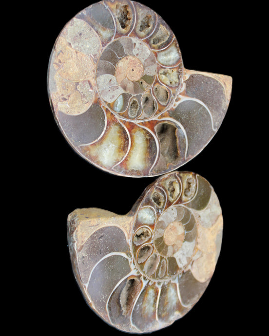 Ammonite section pair 91*74*20mm 169/189g - 358g in sunlight - Rocks and Things Store