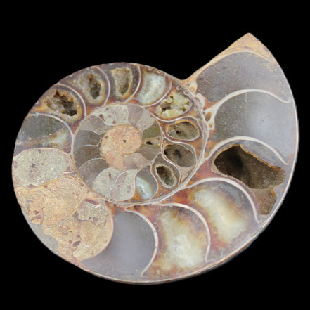 Ammonite section pair 91*74*20mm 169/189g - 358g in sunlight - Rocks and Things Store