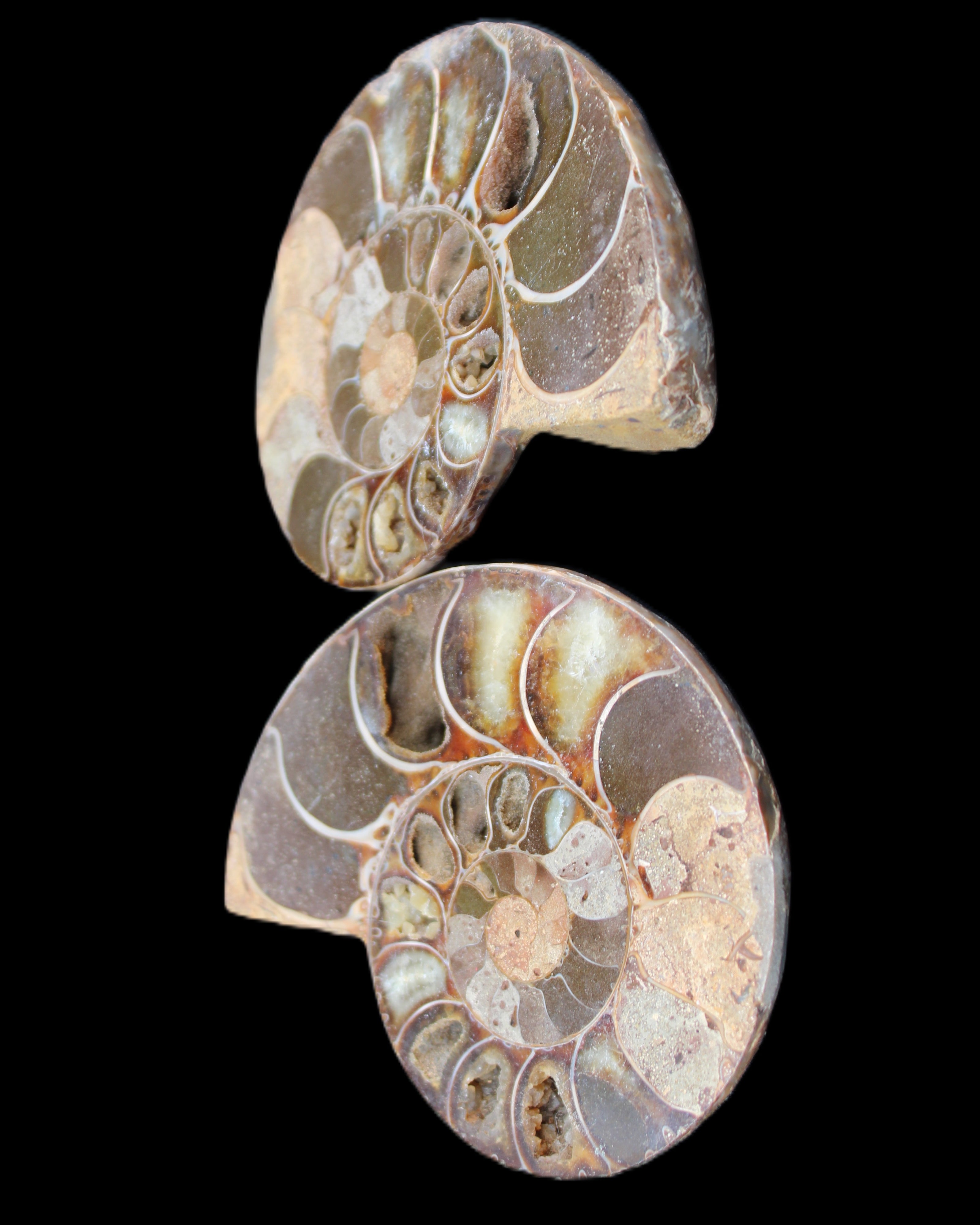 Ammonite section pair 91*74*20mm 169/189g - 358g in sunlight - Rocks and Things Store