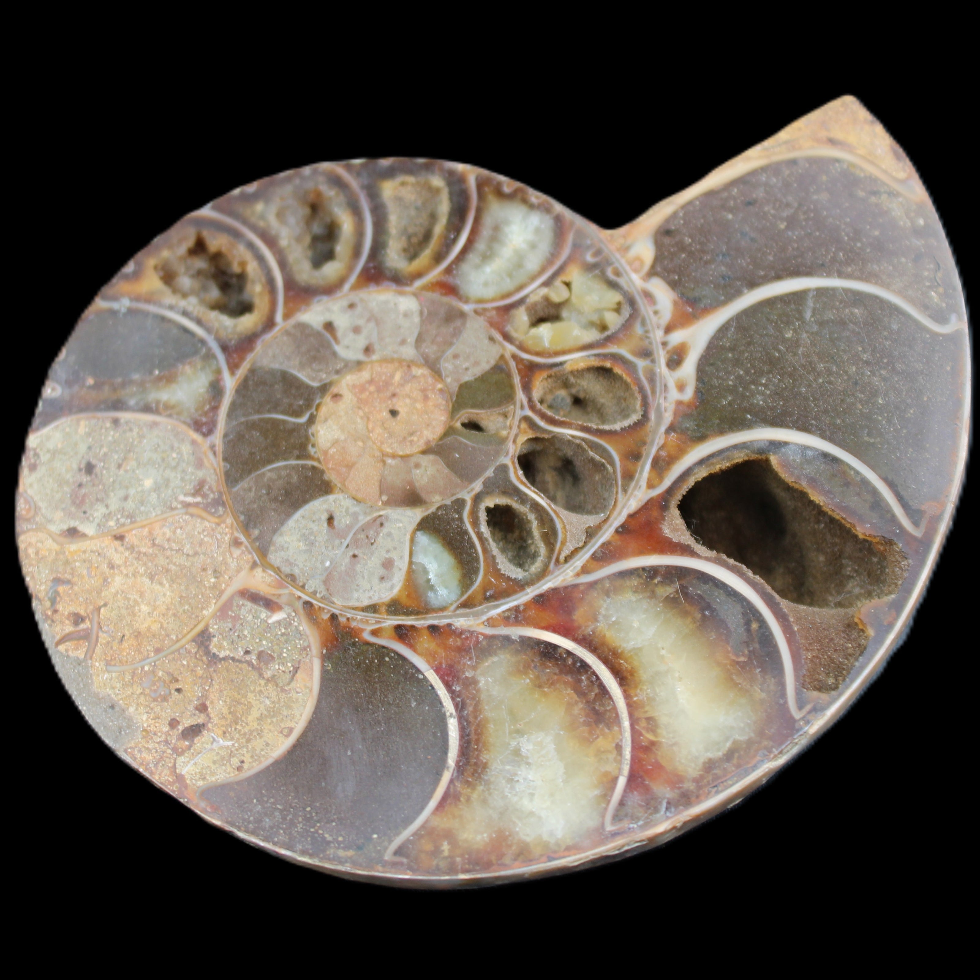Ammonite section pair 91*74*20mm 169/189g - 358g in sunlight - Rocks and Things Store