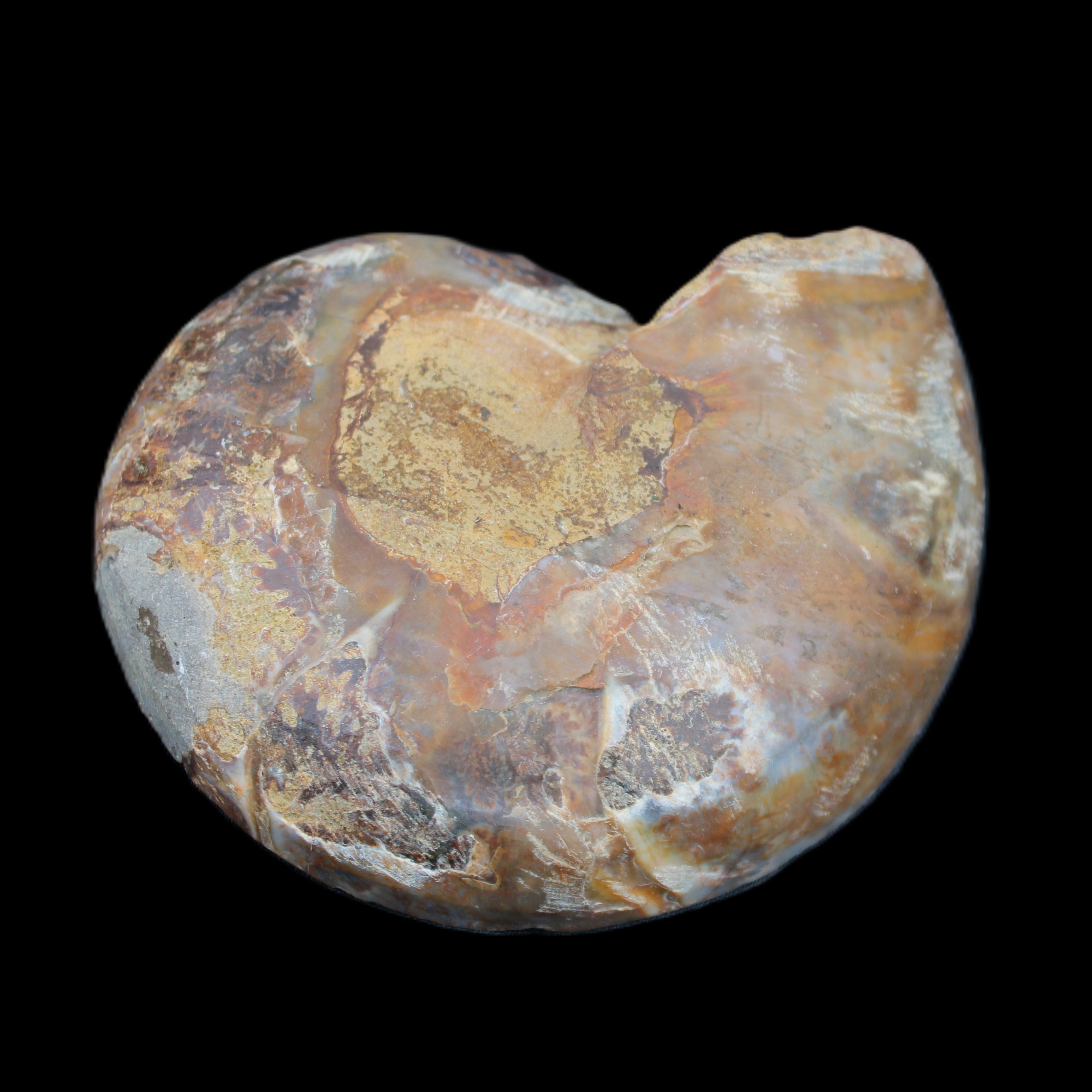 Ammonite section pair 91*74*20mm 169/189g - 358g in sunlight - Rocks and Things Store