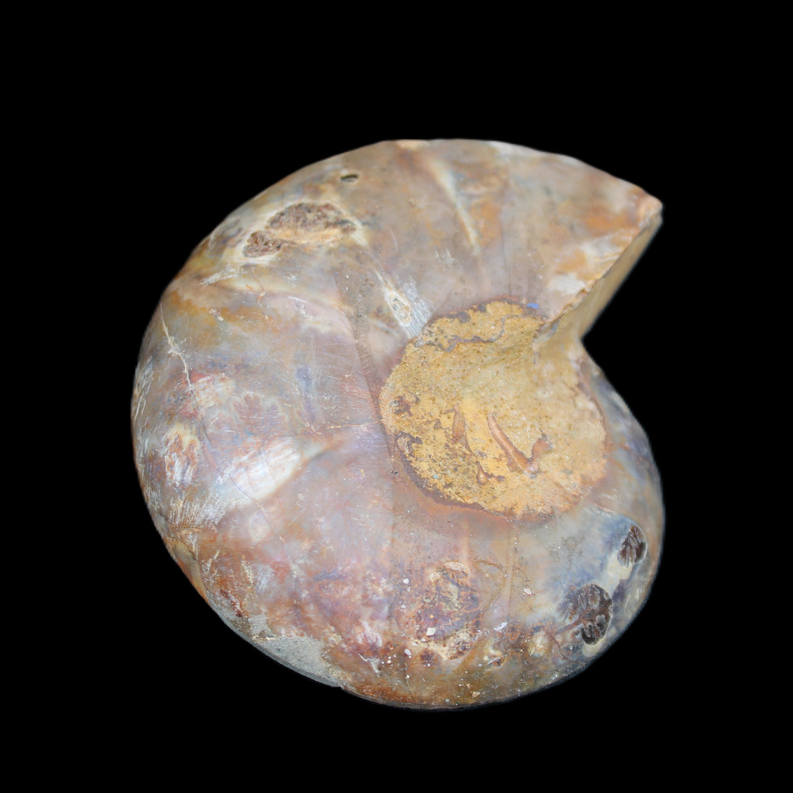 Ammonite section pair 91*74*20mm 169/189g - 358g in sunlight - Rocks and Things Store