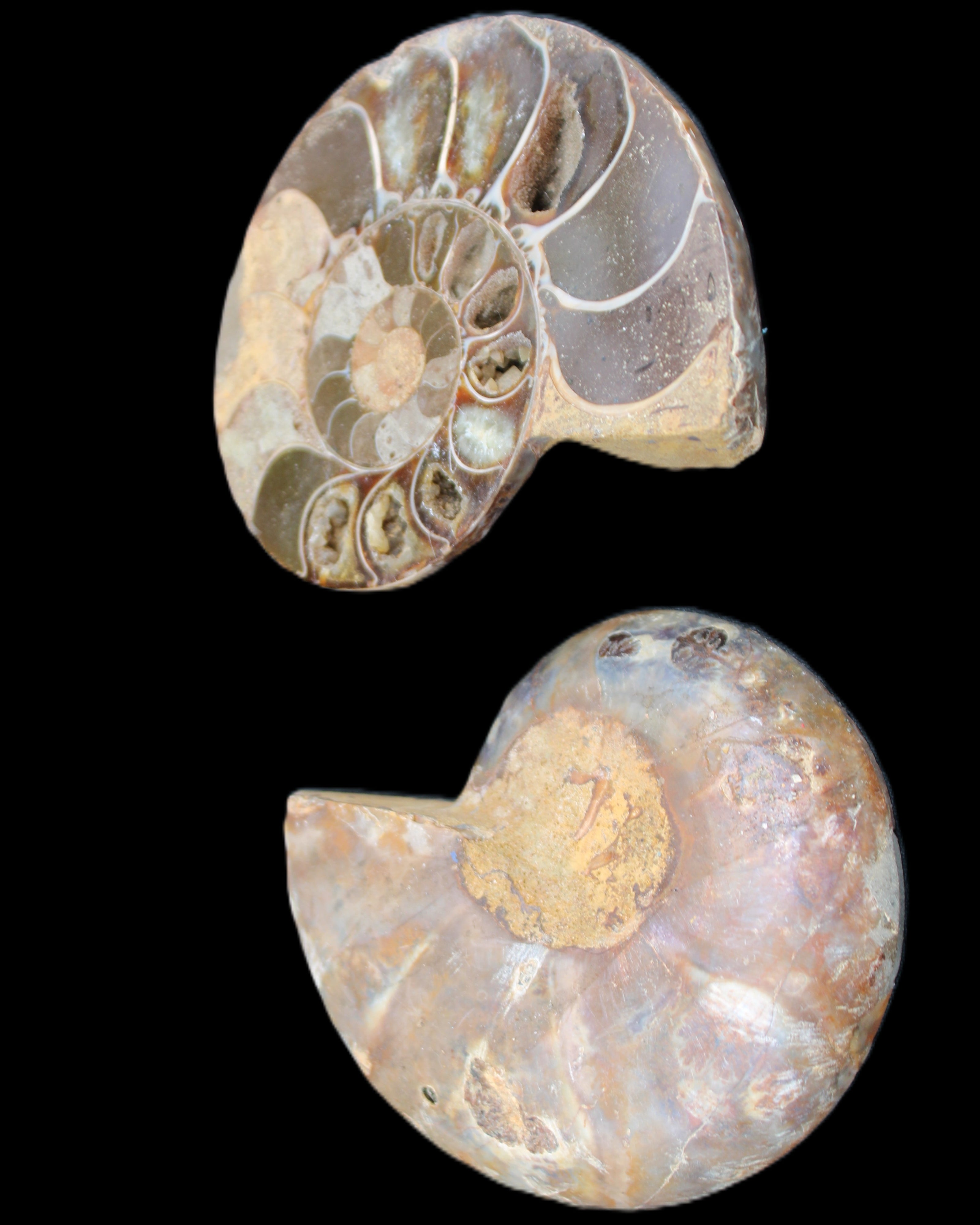 Ammonite section pair 91*74*20mm 169/189g - 358g in sunlight - Rocks and Things Store