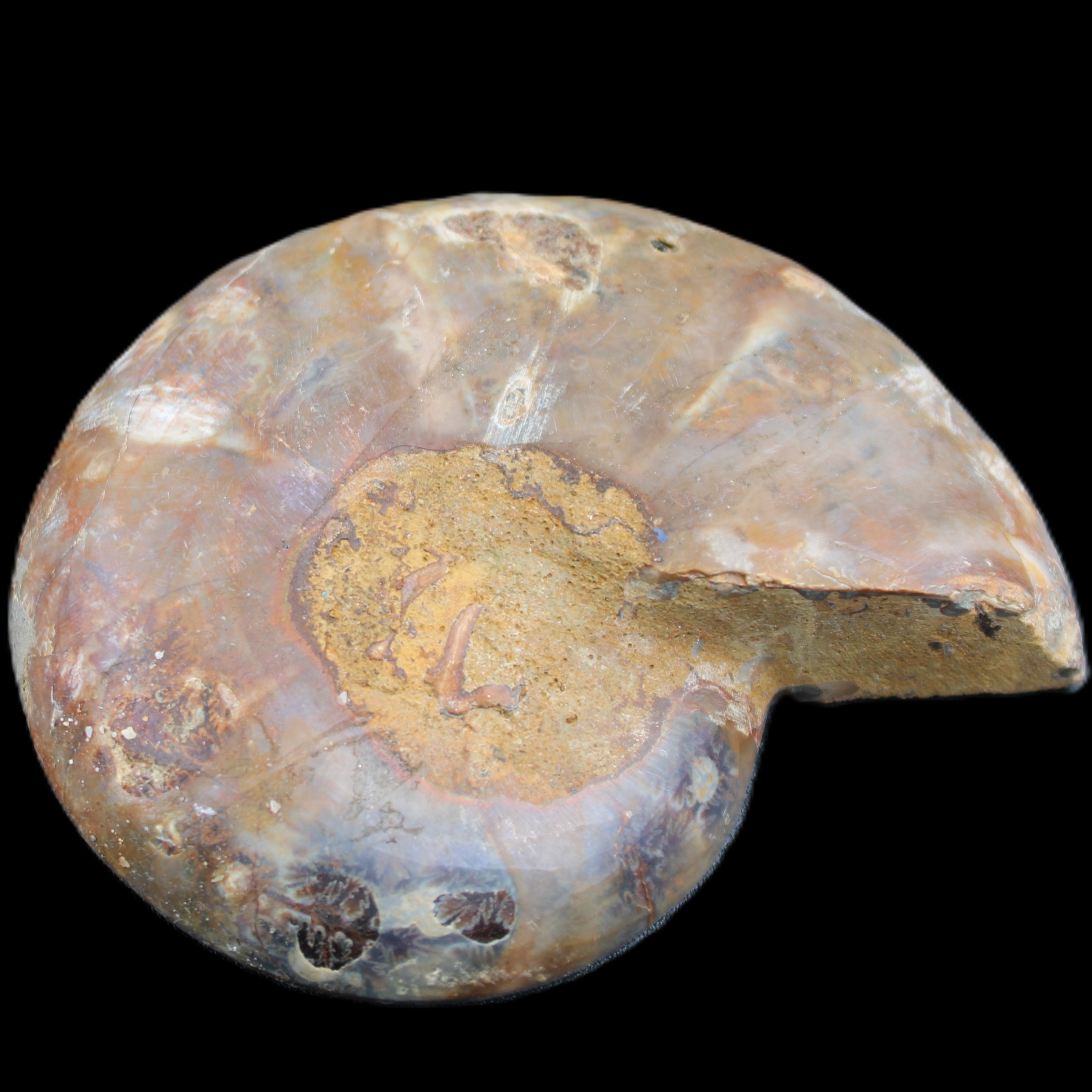 Ammonite section pair 91*74*20mm 169/189g - 358g in sunlight - Rocks and Things Store