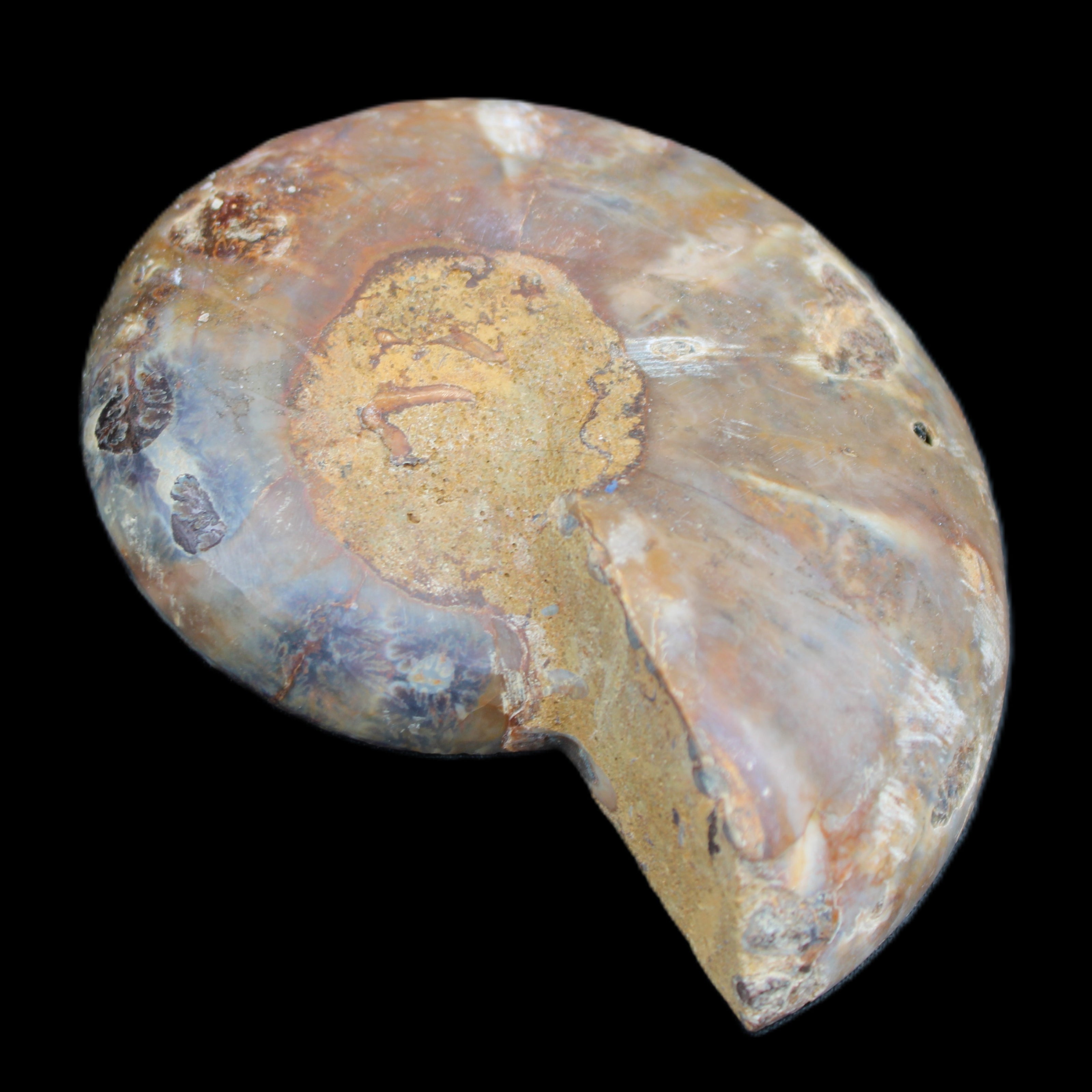Ammonite section pair 91*74*20mm 169/189g - 358g in sunlight - Rocks and Things Store