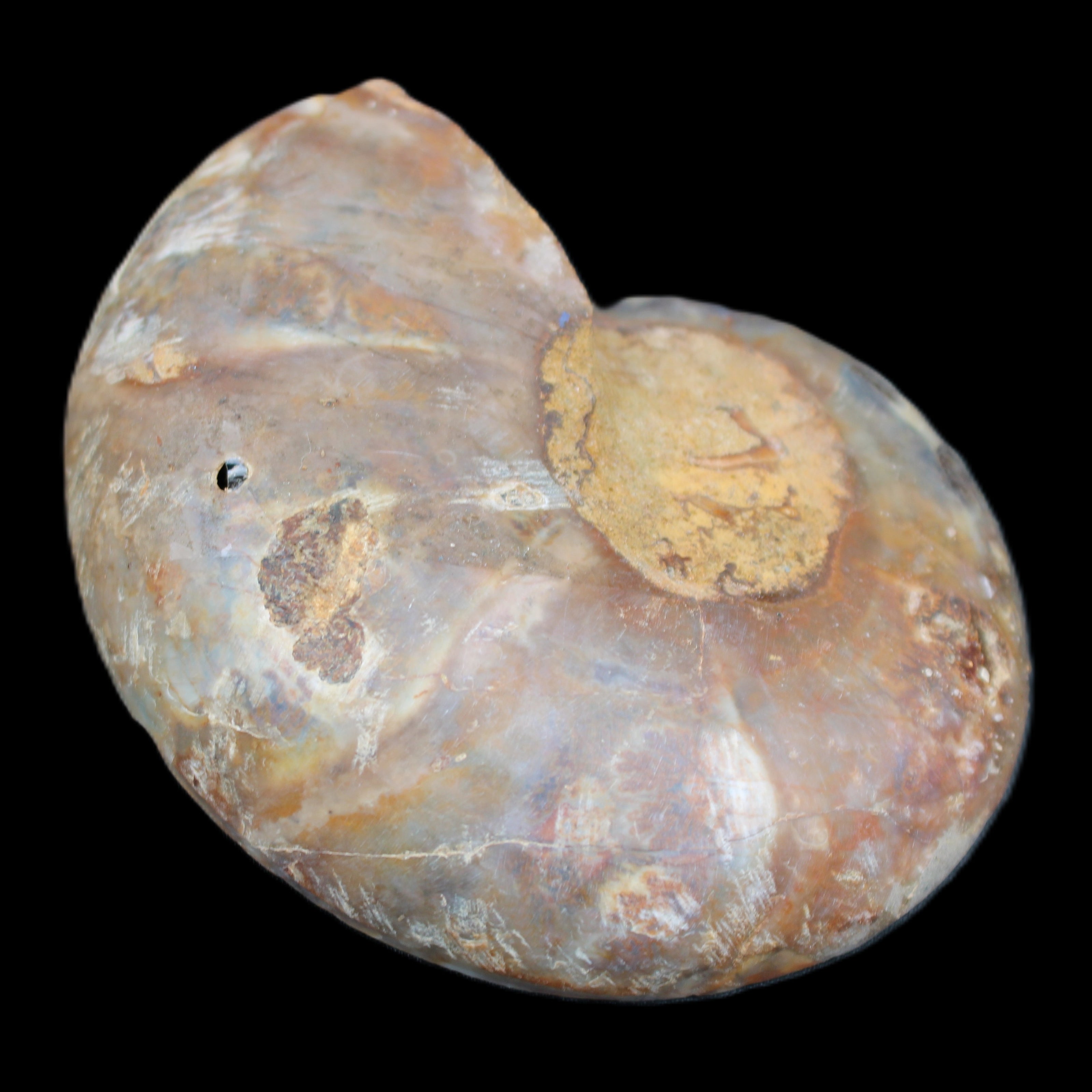 Ammonite section pair 91*74*20mm 169/189g - 358g in sunlight - Rocks and Things Store