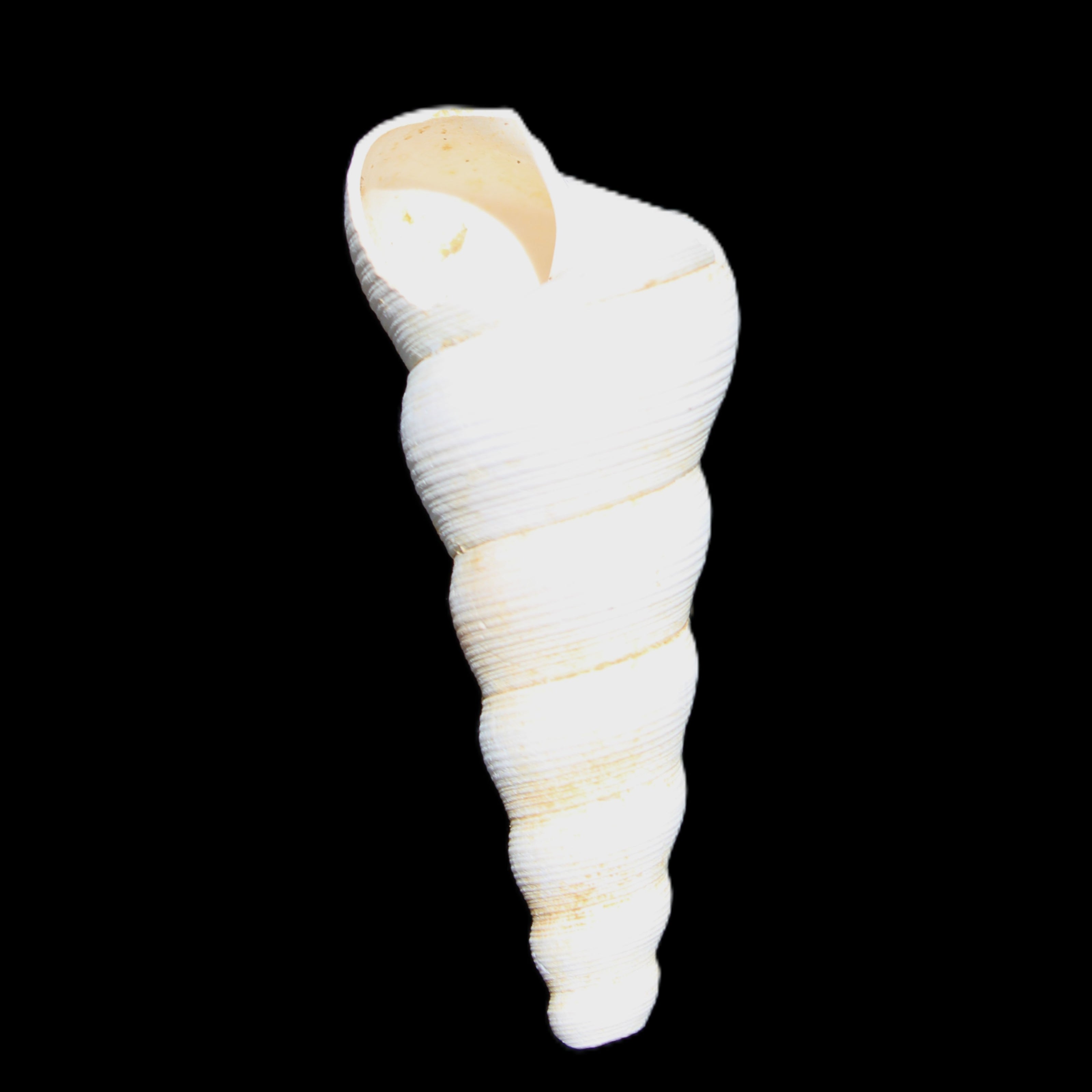 Gastropod Maoricolpus murrayna Miocene fossil from Morgan South Australia 40mm 2.5g in sunlight - Rocks and Things Store