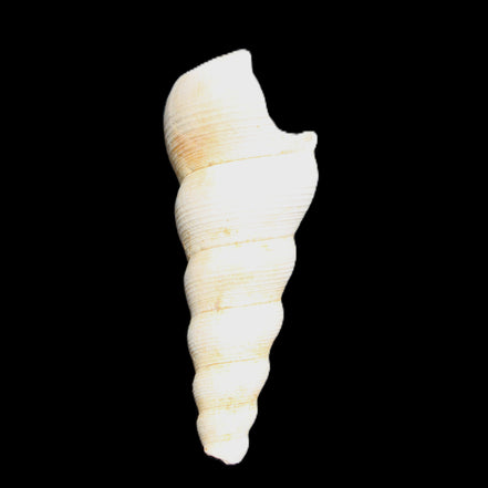 Gastropod Maoricolpus murrayna Miocene fossil from Morgan South Australia 40mm 2.5g in sunlight - Rocks and Things Store